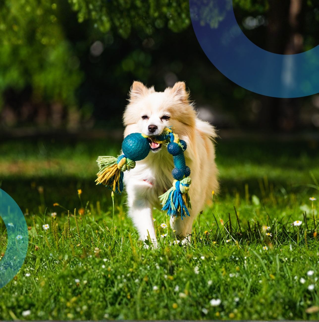 Animals & Pet Supplies