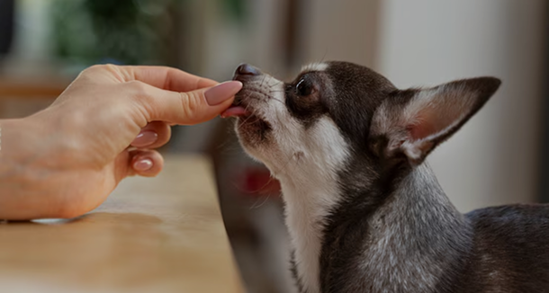Pets