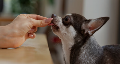 Pets