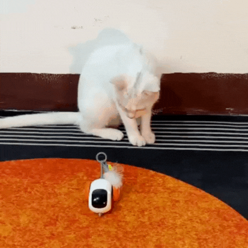 Your Cat’s New Obsession