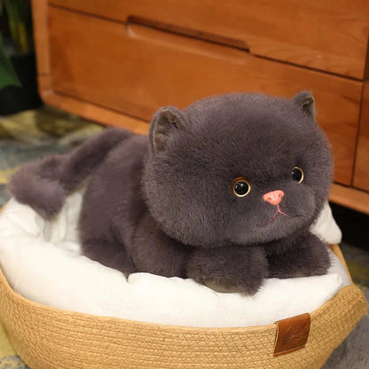 Fluffy Kitten Squad Laying Plushies