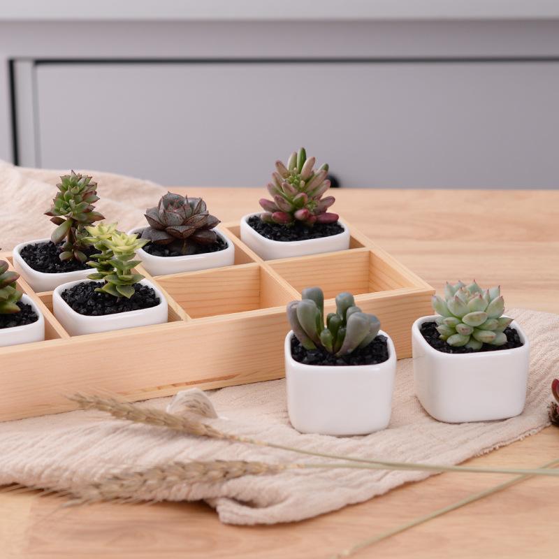 Mini Planter Tray Set