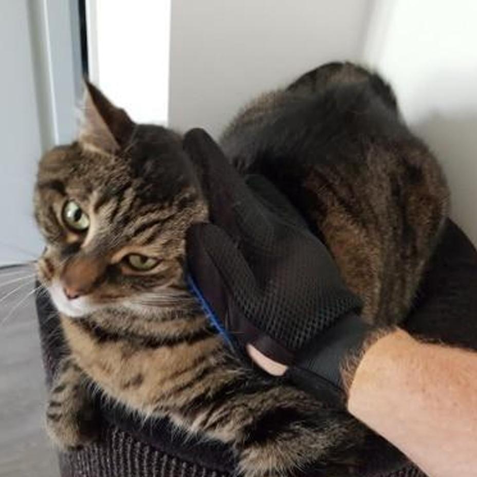 Grooming &  Deshedding Glove