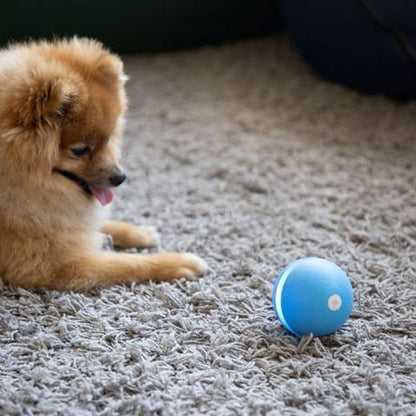Pet Motion Ball